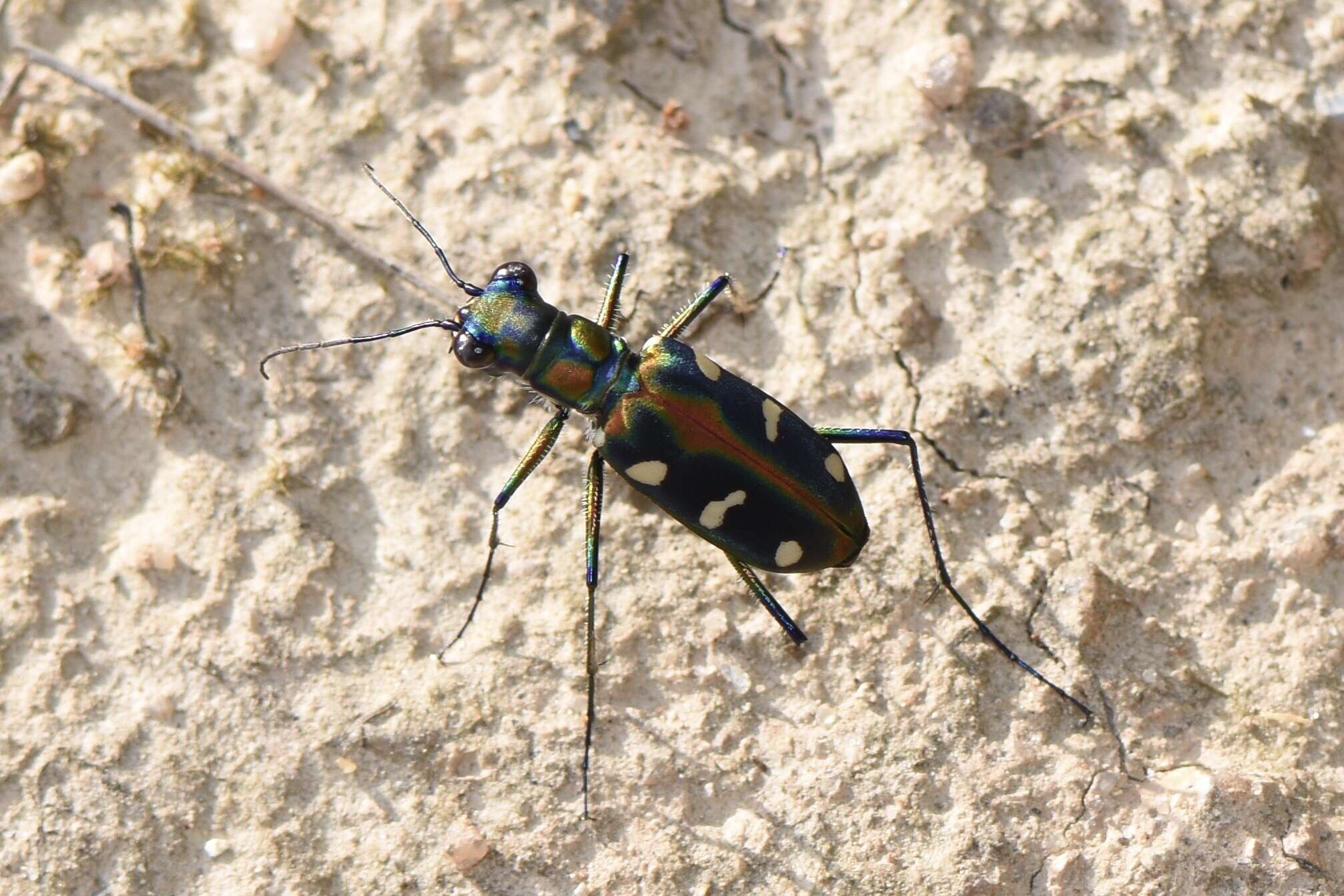 Image of Cicindela (Cosmodela) virgula Fleutiaux 1894