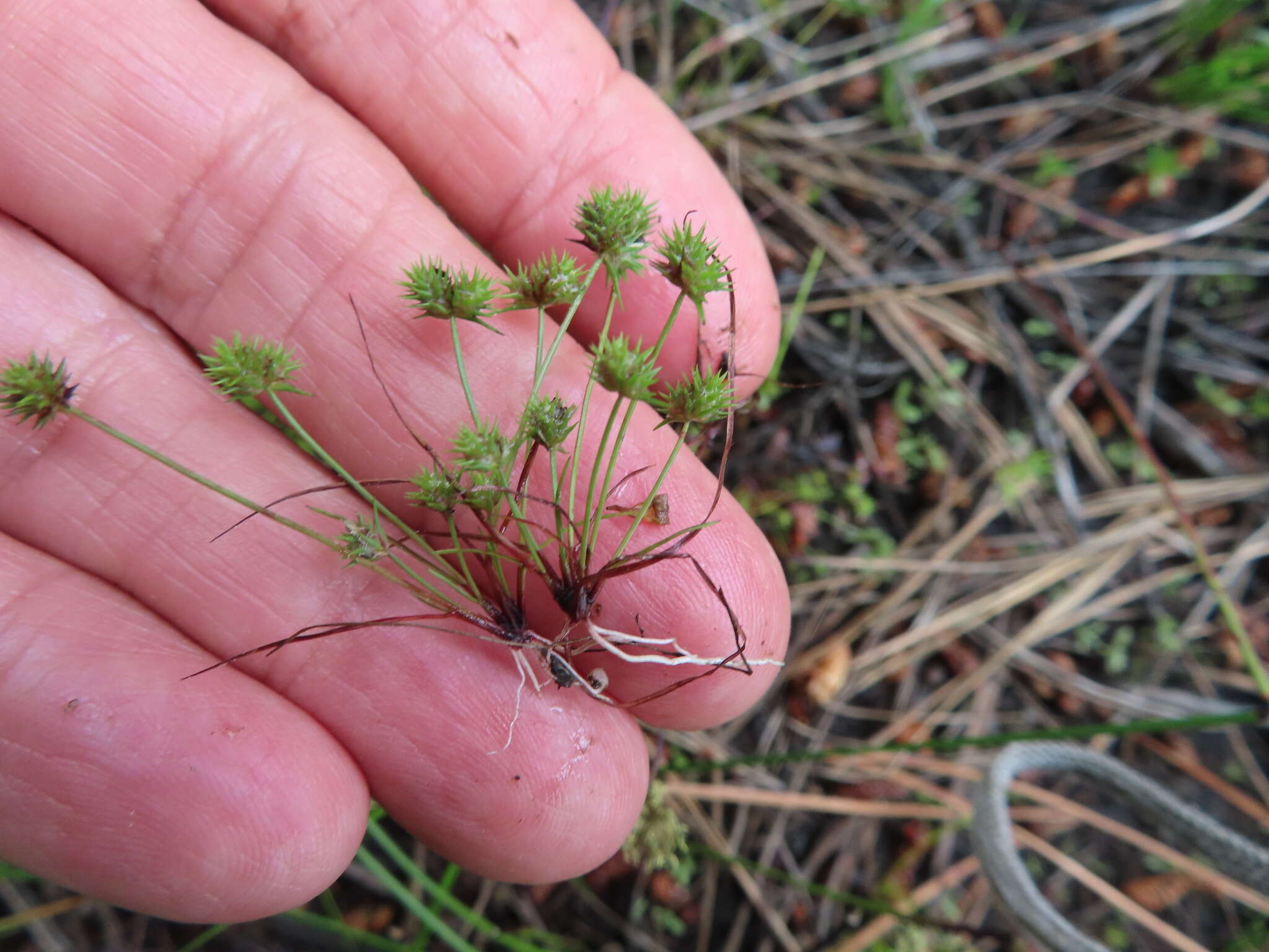 Image of bottlebrush bulrush