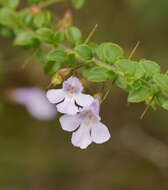 Prostanthera spinosa F. Muell. resmi