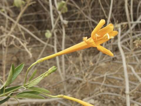 Imagem de Bignonia longiflora Cav.