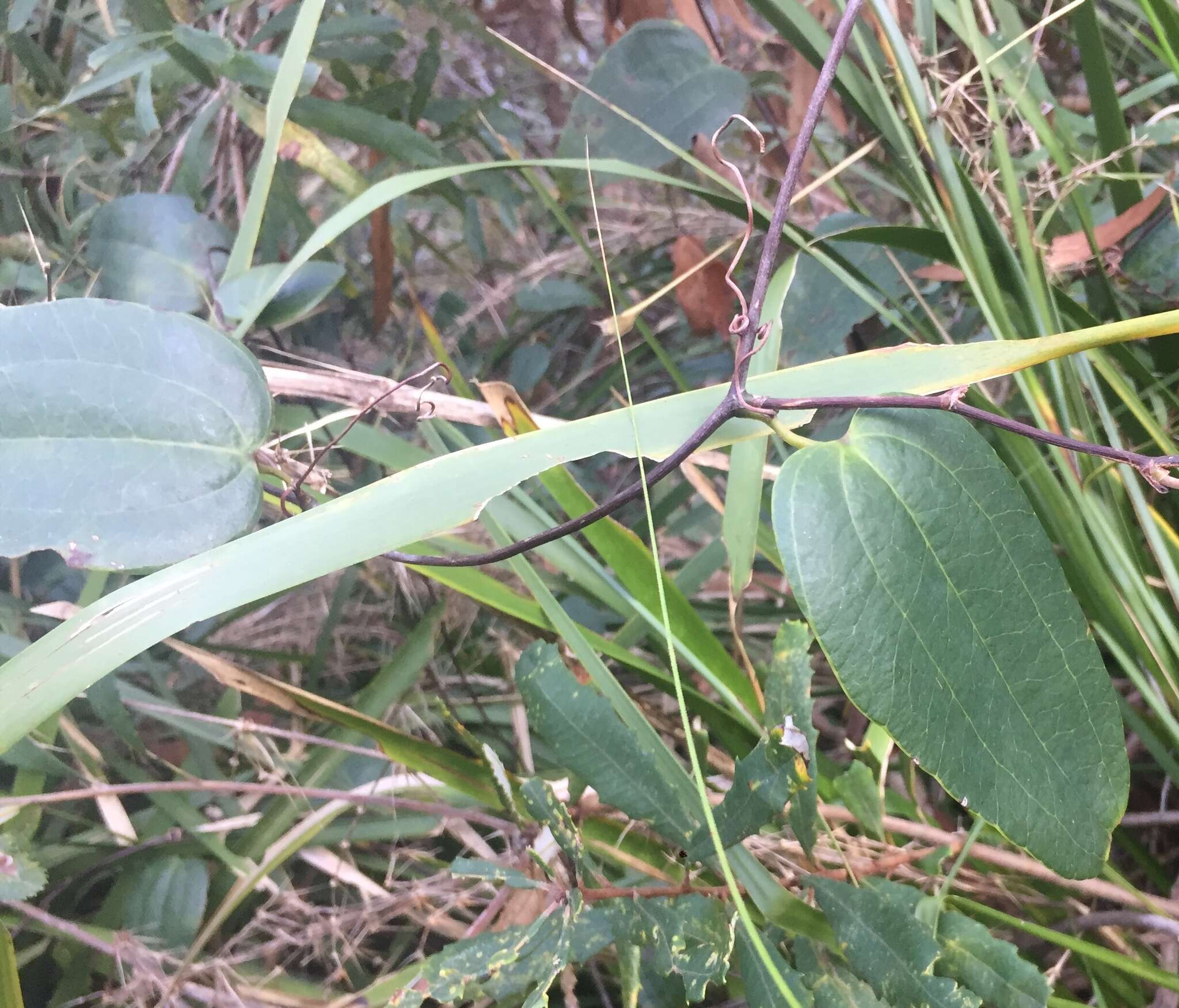 Image of Smilax australis R. Br.