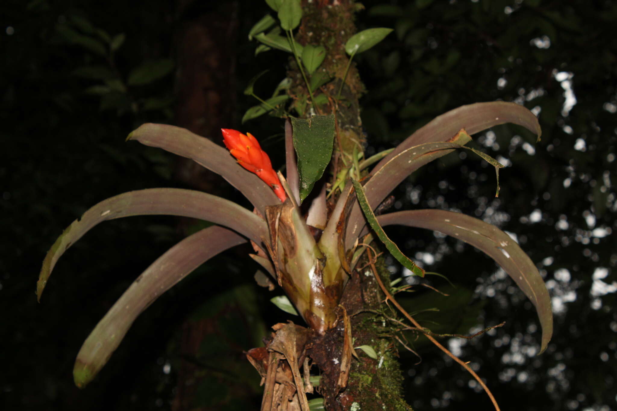 Image of Guzmania melinonis Regel