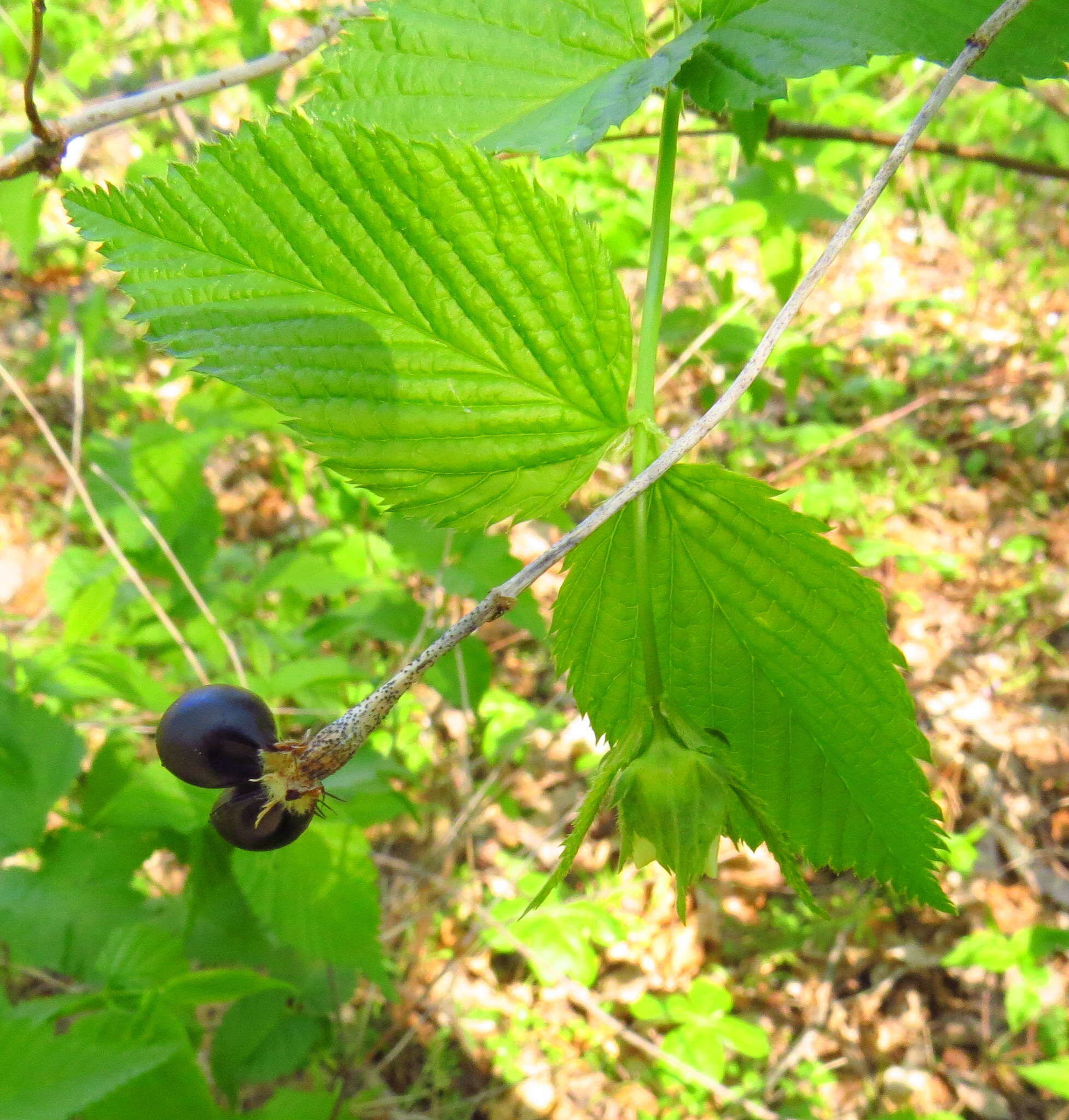 Rhodotypos的圖片