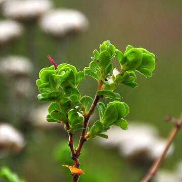 Image of Cliffortia obcordata L. fil.