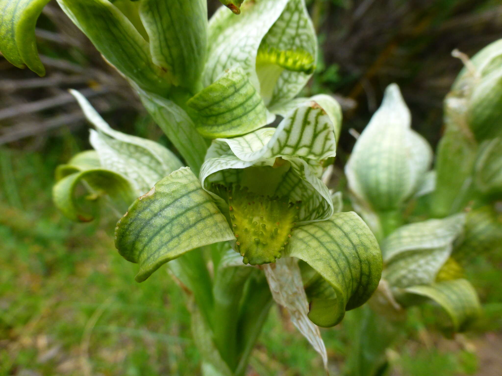 Plancia ëd Chloraea magellanica Hook. fil.