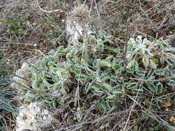 Image of horehound