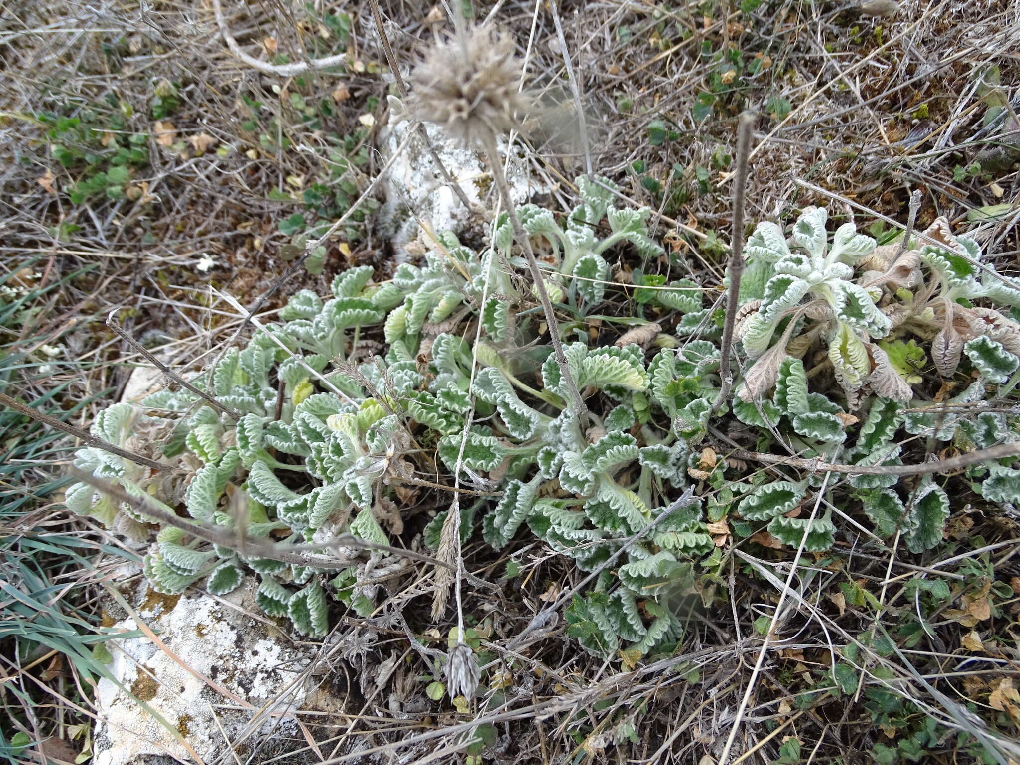 Image of horehound