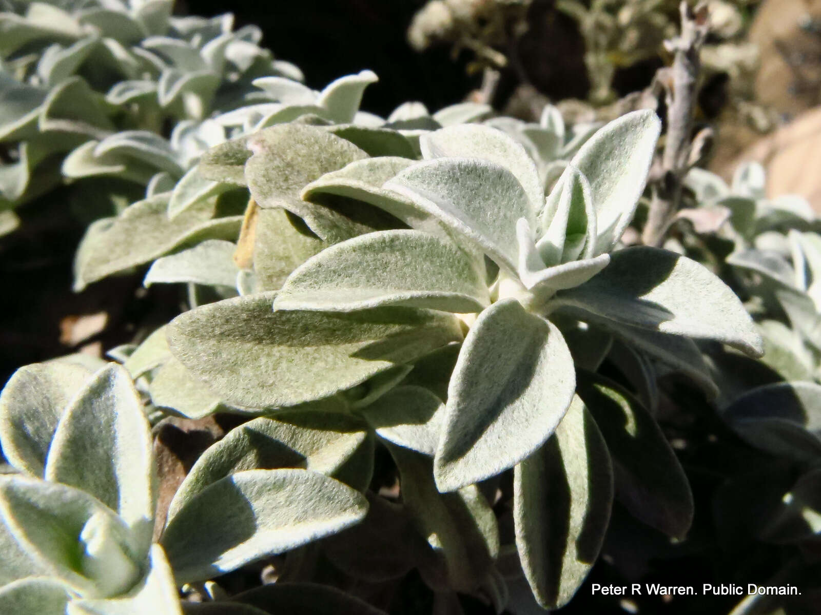 Слика од Helichrysum sutherlandii Harv.