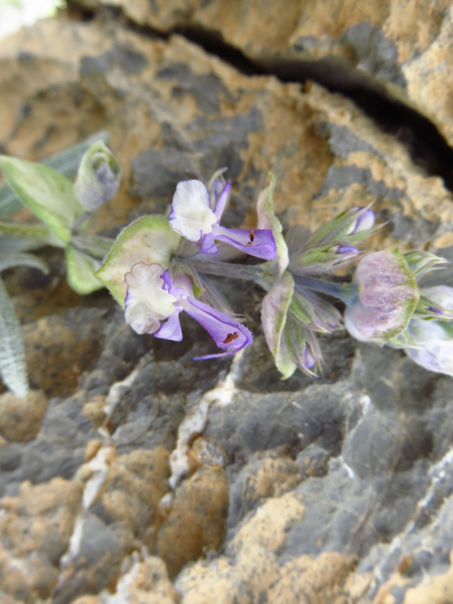 Image of Salvia mirzayanii Rech. fil. & Esfand.