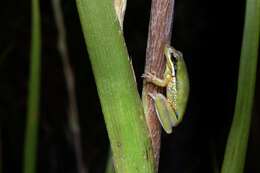 Image de Litoria olongburensis Liem & Ingram 1977