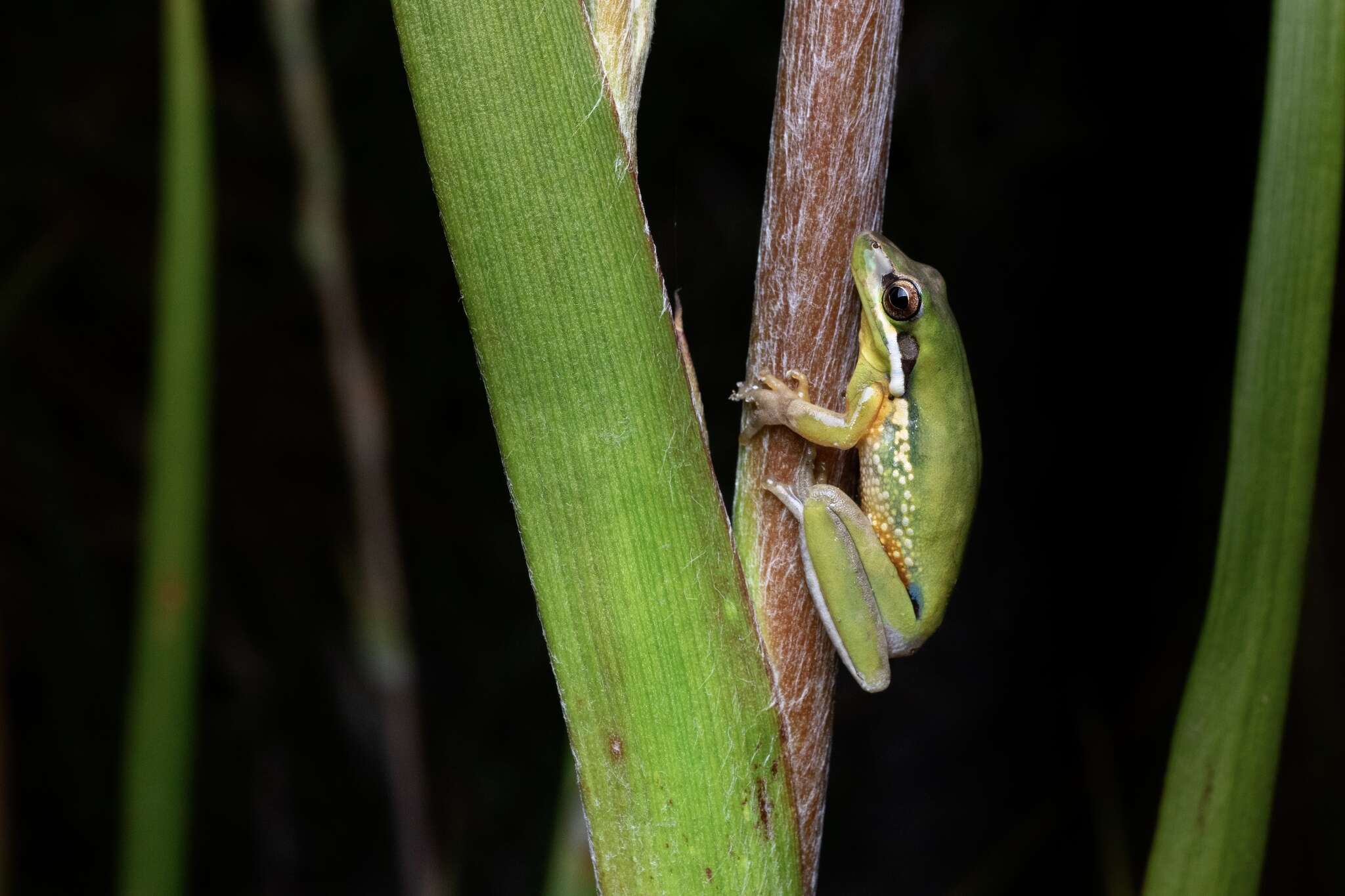 Image de Litoria olongburensis Liem & Ingram 1977