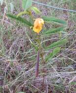 Image of partridge pea