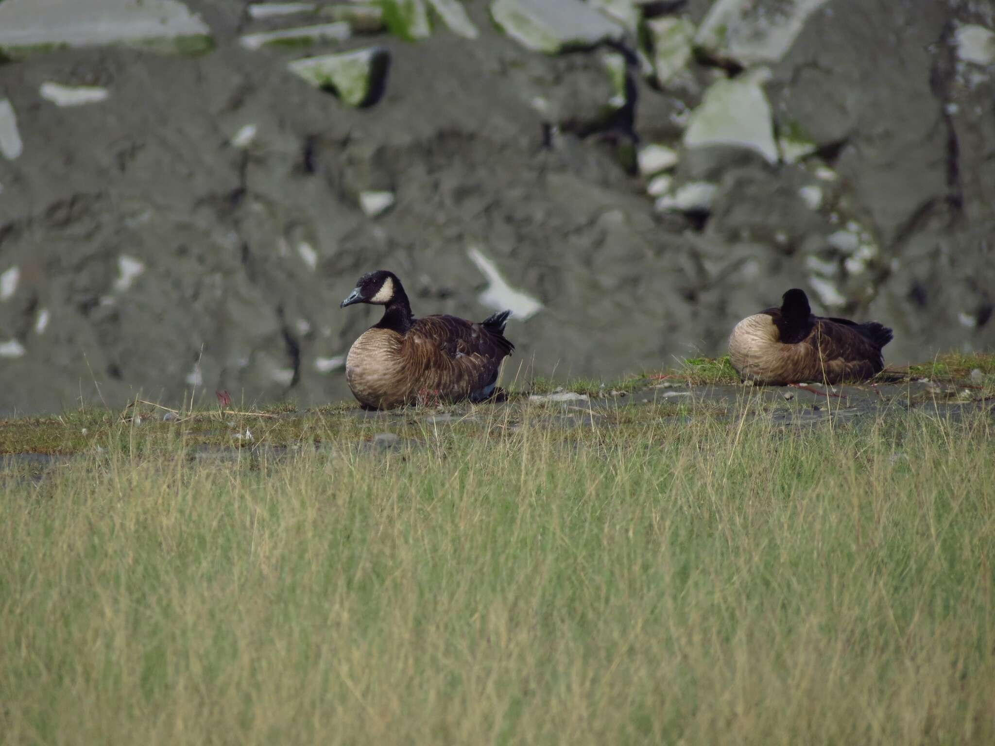 Image of Hawaiian goose