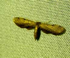 Image of Cankerworm