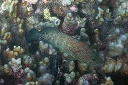 Image of Starry grouper