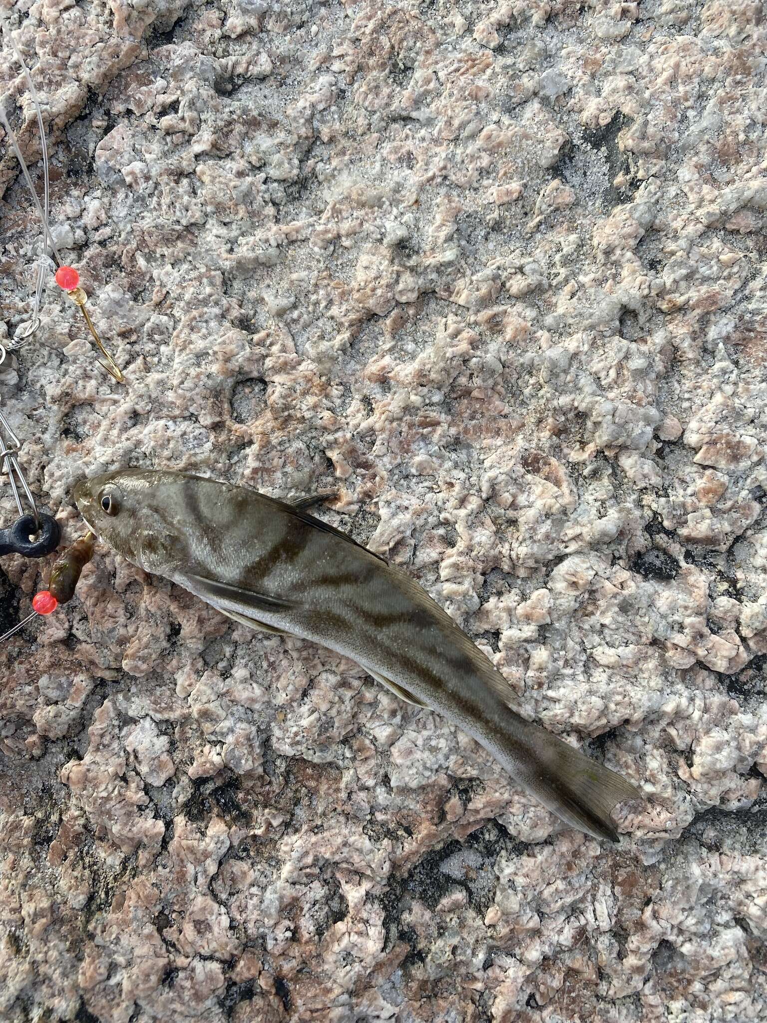 Imagem de Menticirrhus saxatilis (Bloch & Schneider 1801)