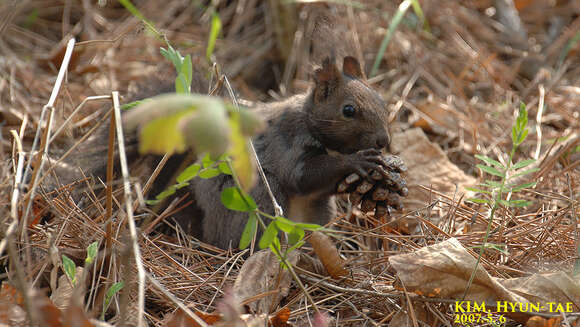 Image de Sciurus subgen. Sciurus Linnaeus 1758