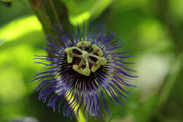 Image de Passiflora amethystina Mikan