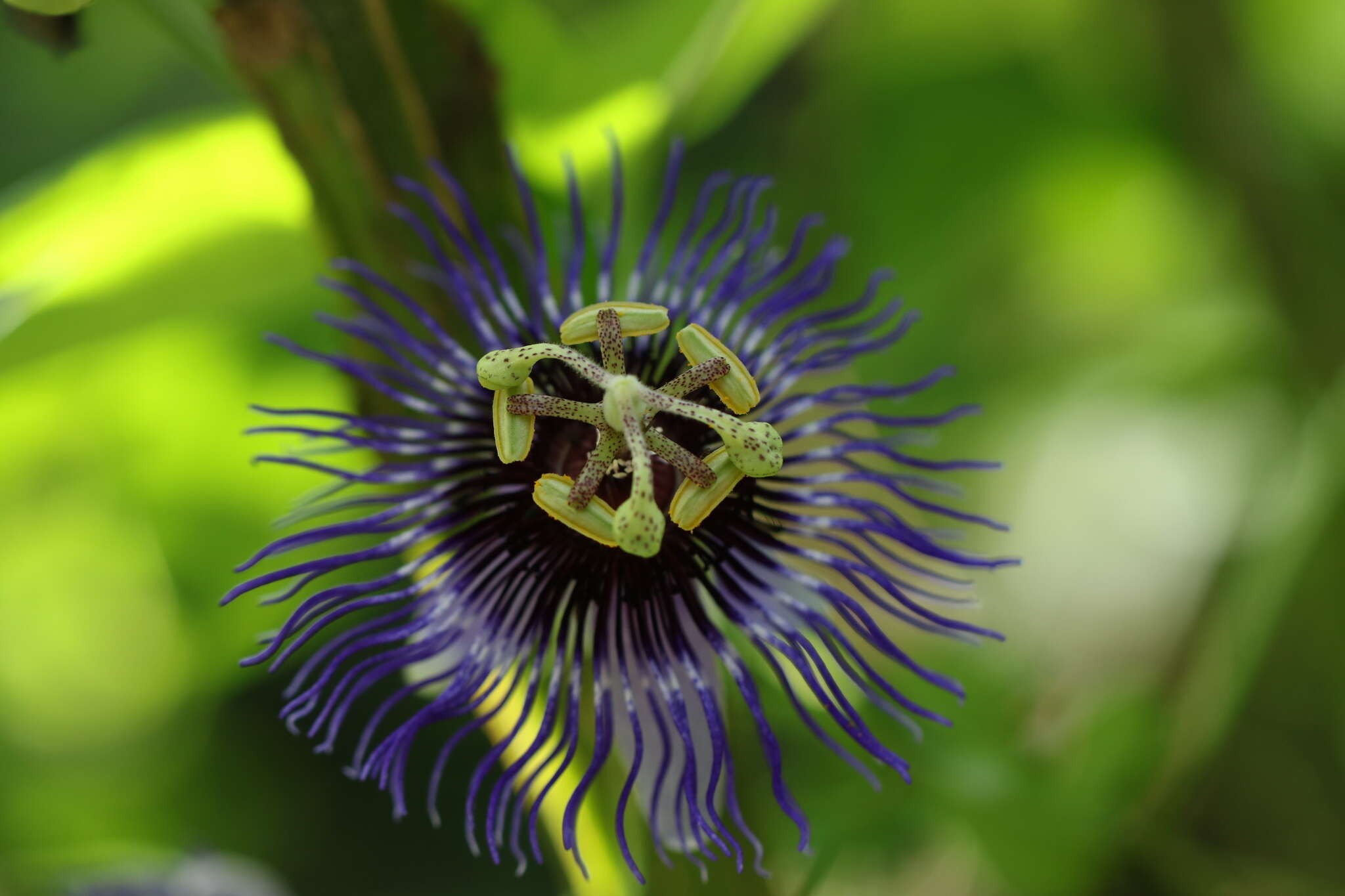 Image de Passiflora amethystina Mikan