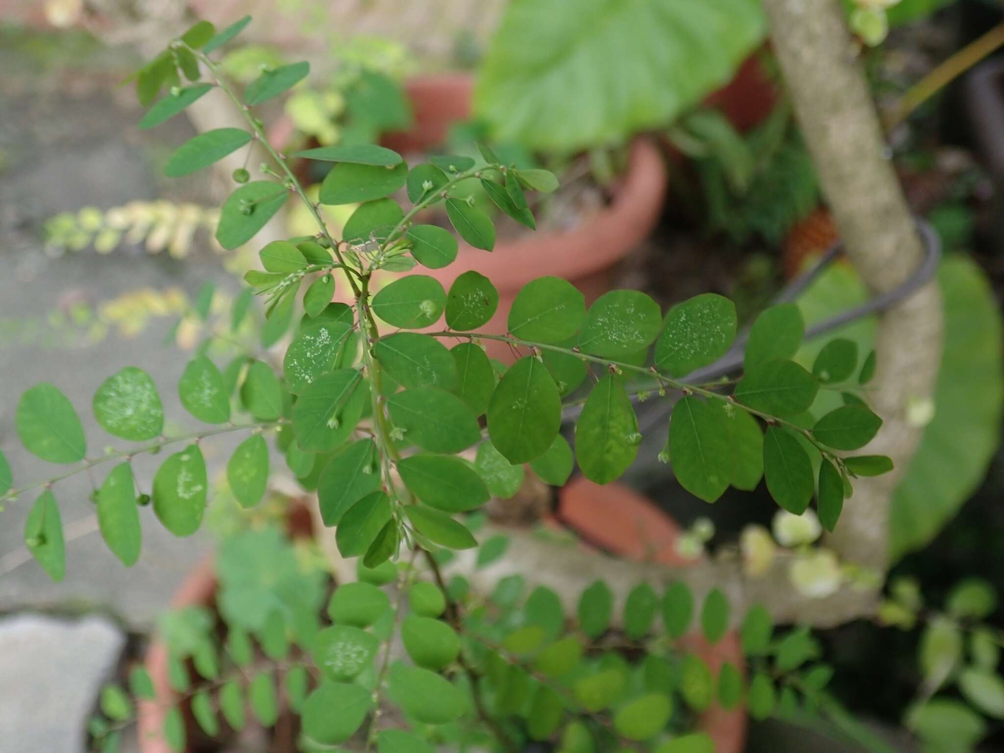 Image de Phyllanthus tenellus Roxb.