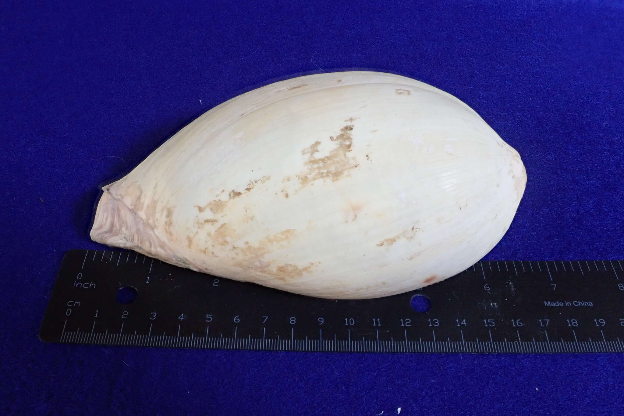 Image of Bailer shell