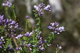 Image of Veronica formosa R. Br.