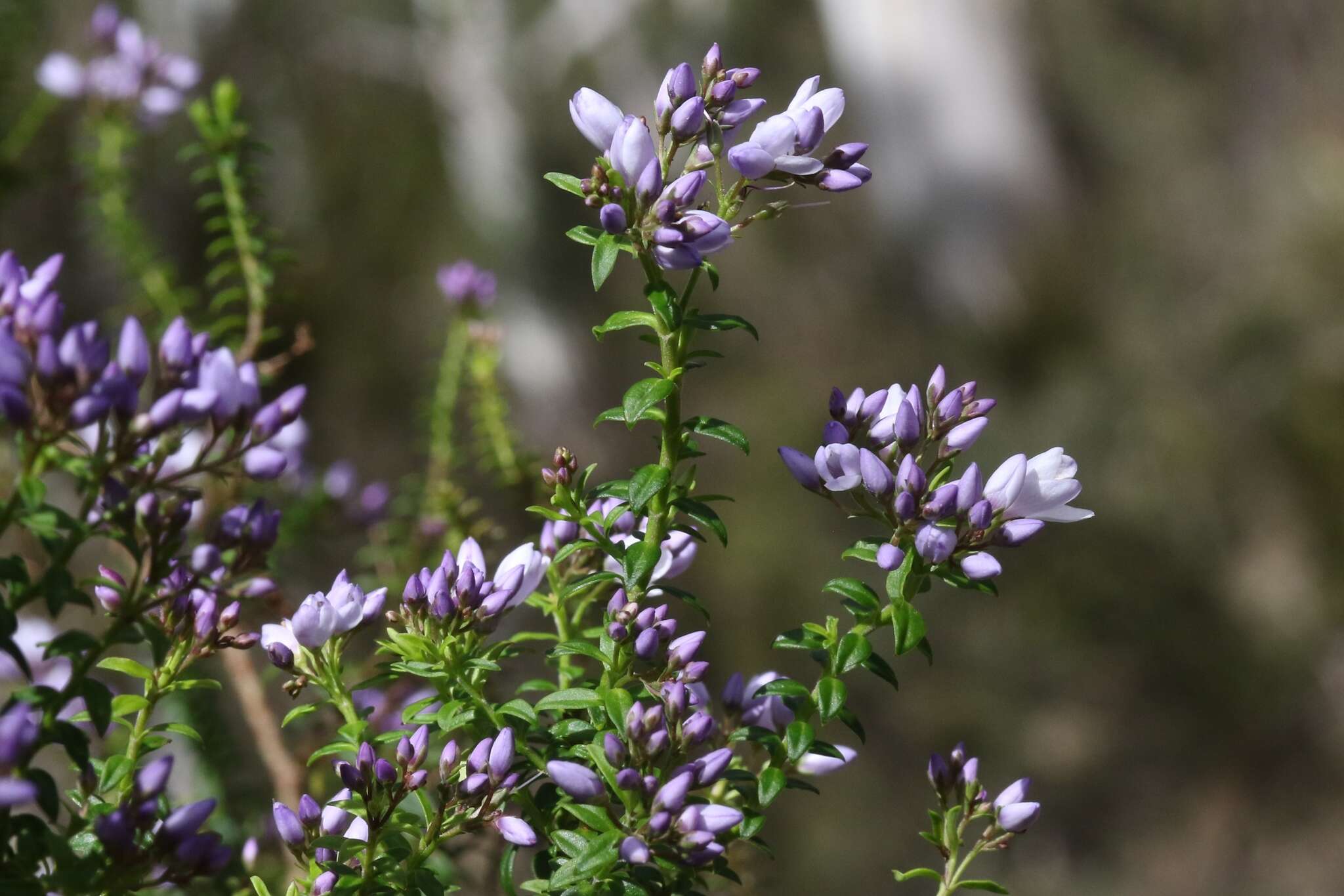 Image of Veronica formosa R. Br.