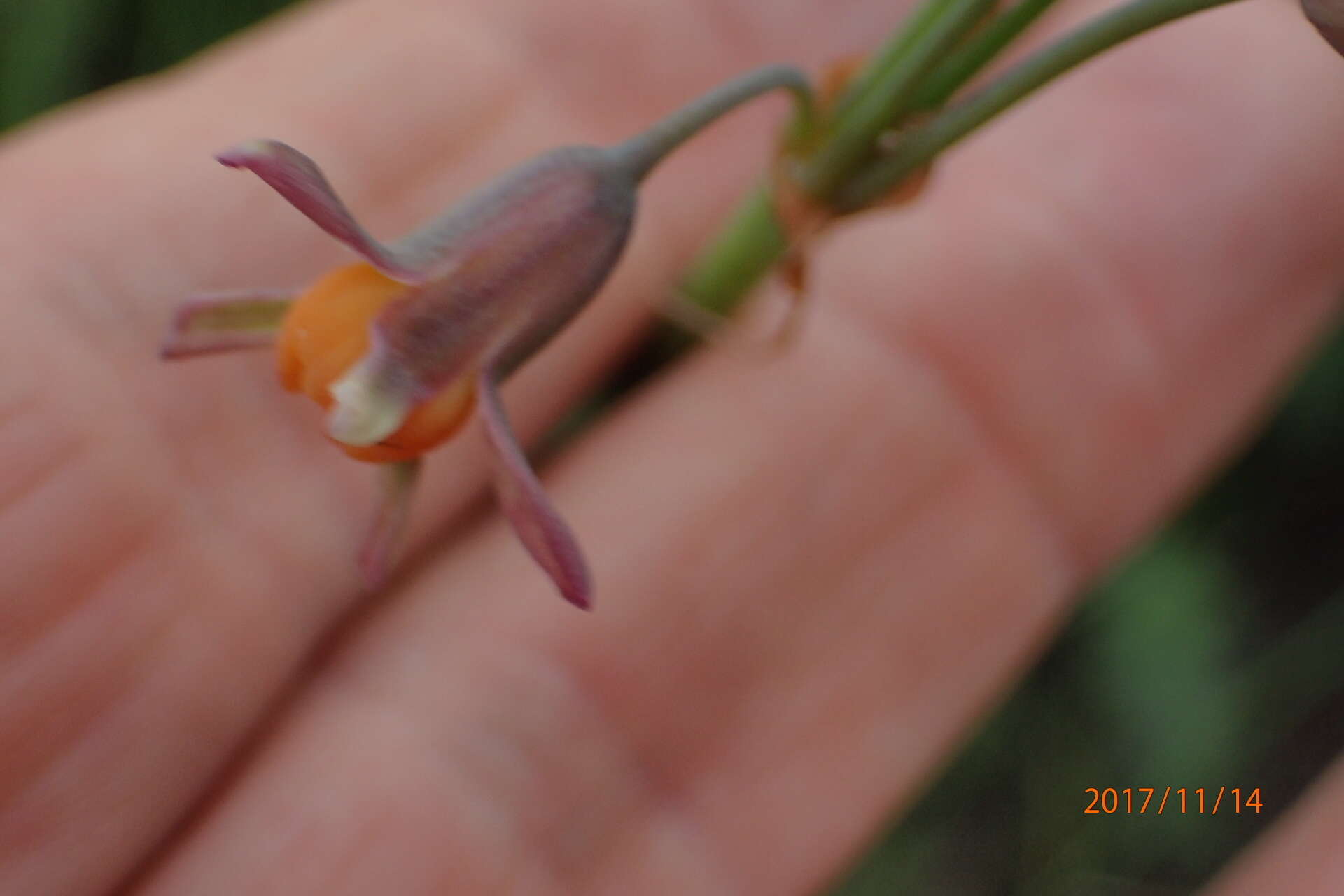 Image de Tulbaghia acutiloba Harv.