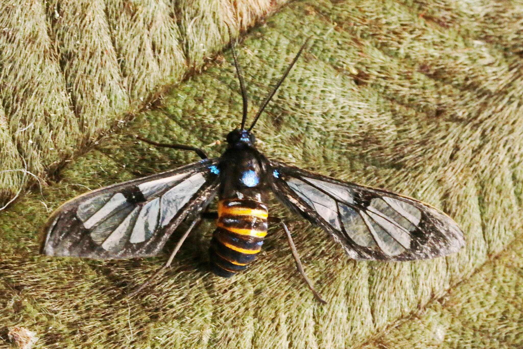 Image of Gymnelia nobilis Schaus 1911