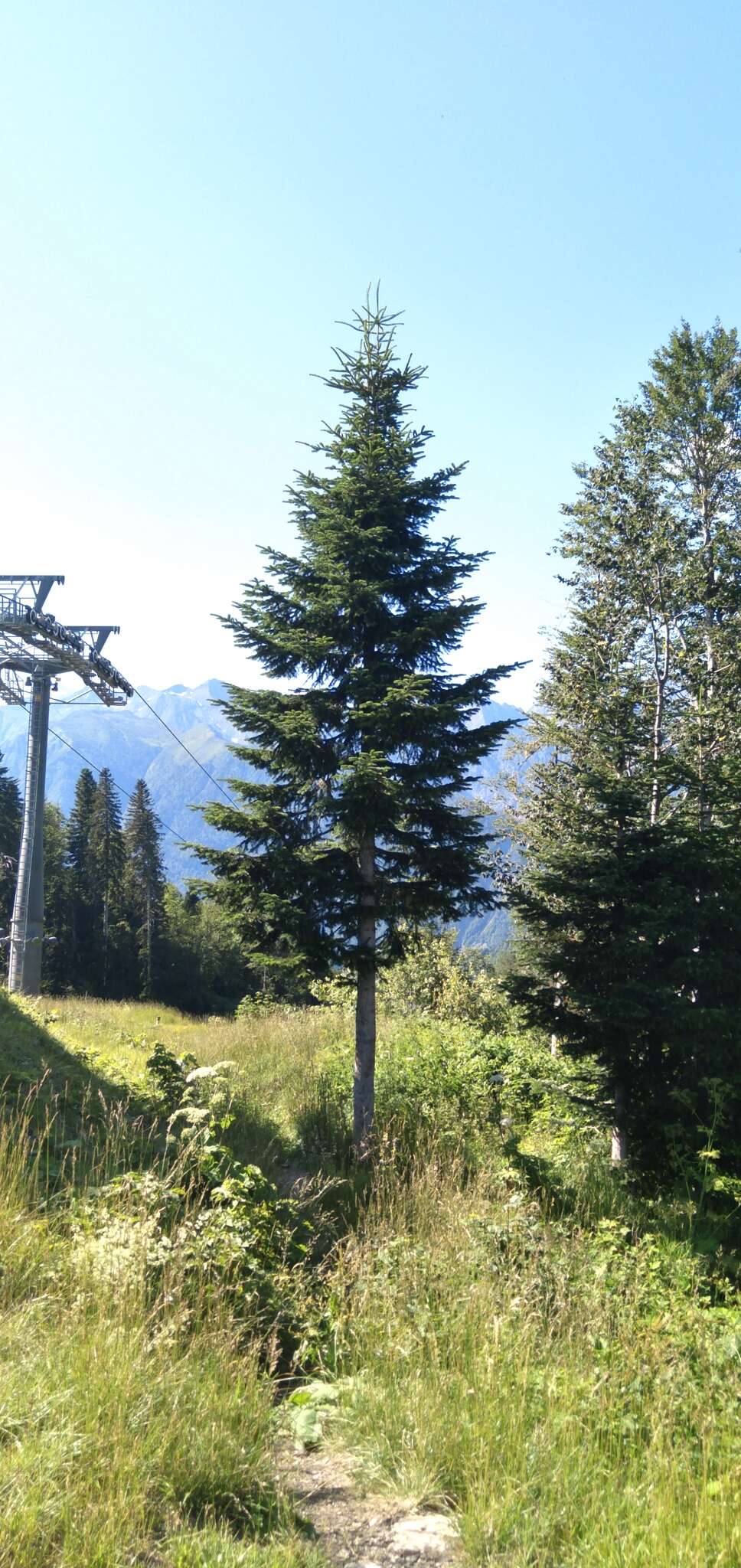 Image of Caucasian Fir