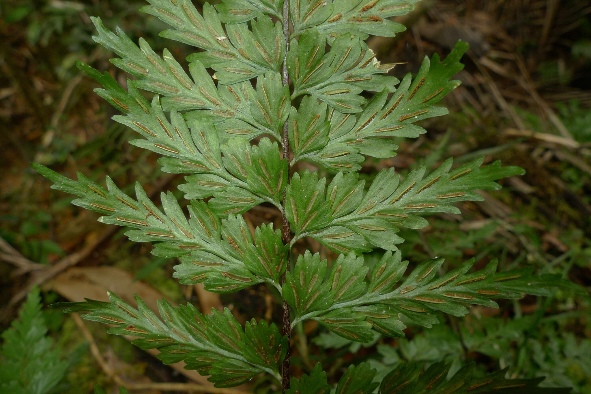 Image of Royal Spleenwort