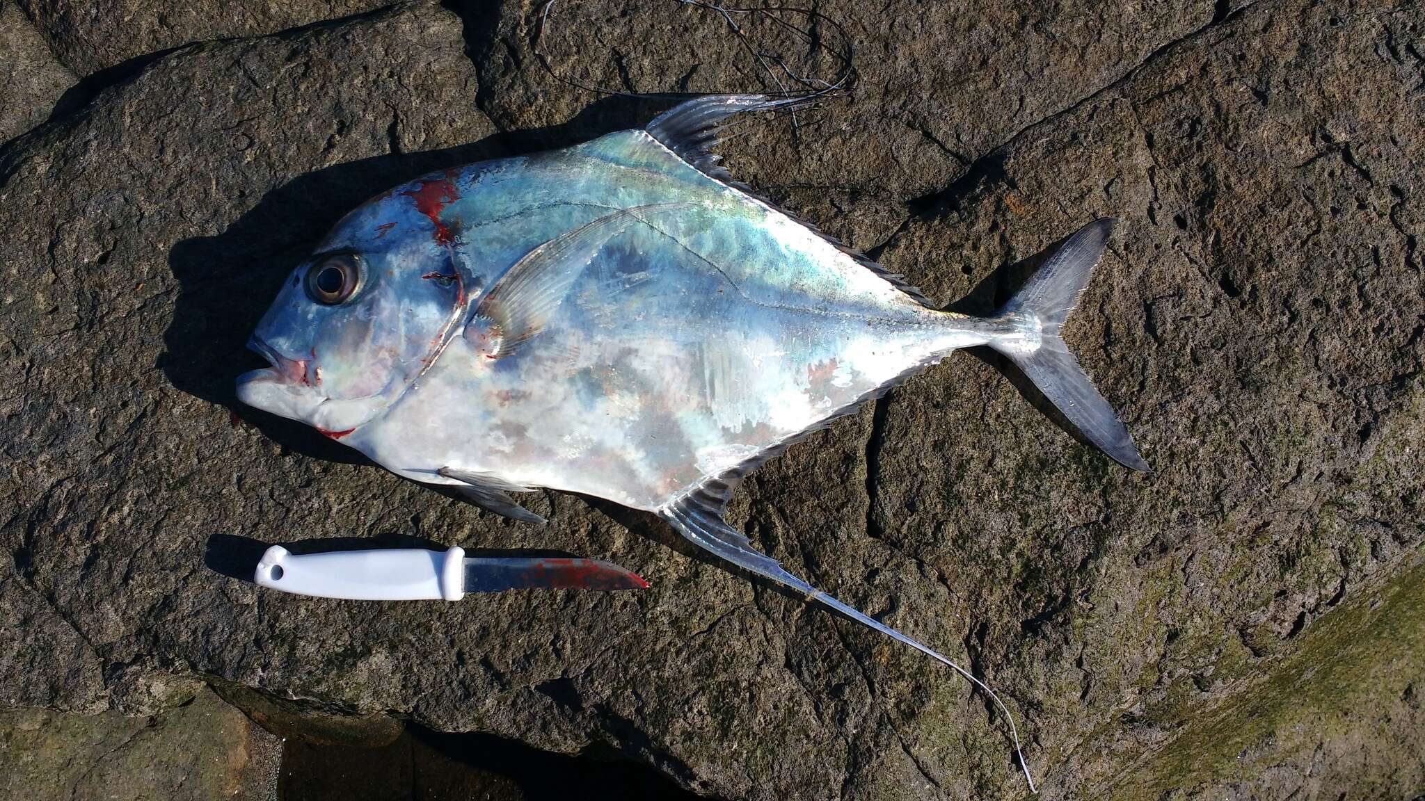 Image of African Pompano