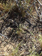 Image of Bluntnose Leopard Lizard