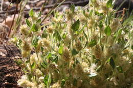 Ptilotus decipiens C. A. Gardner的圖片