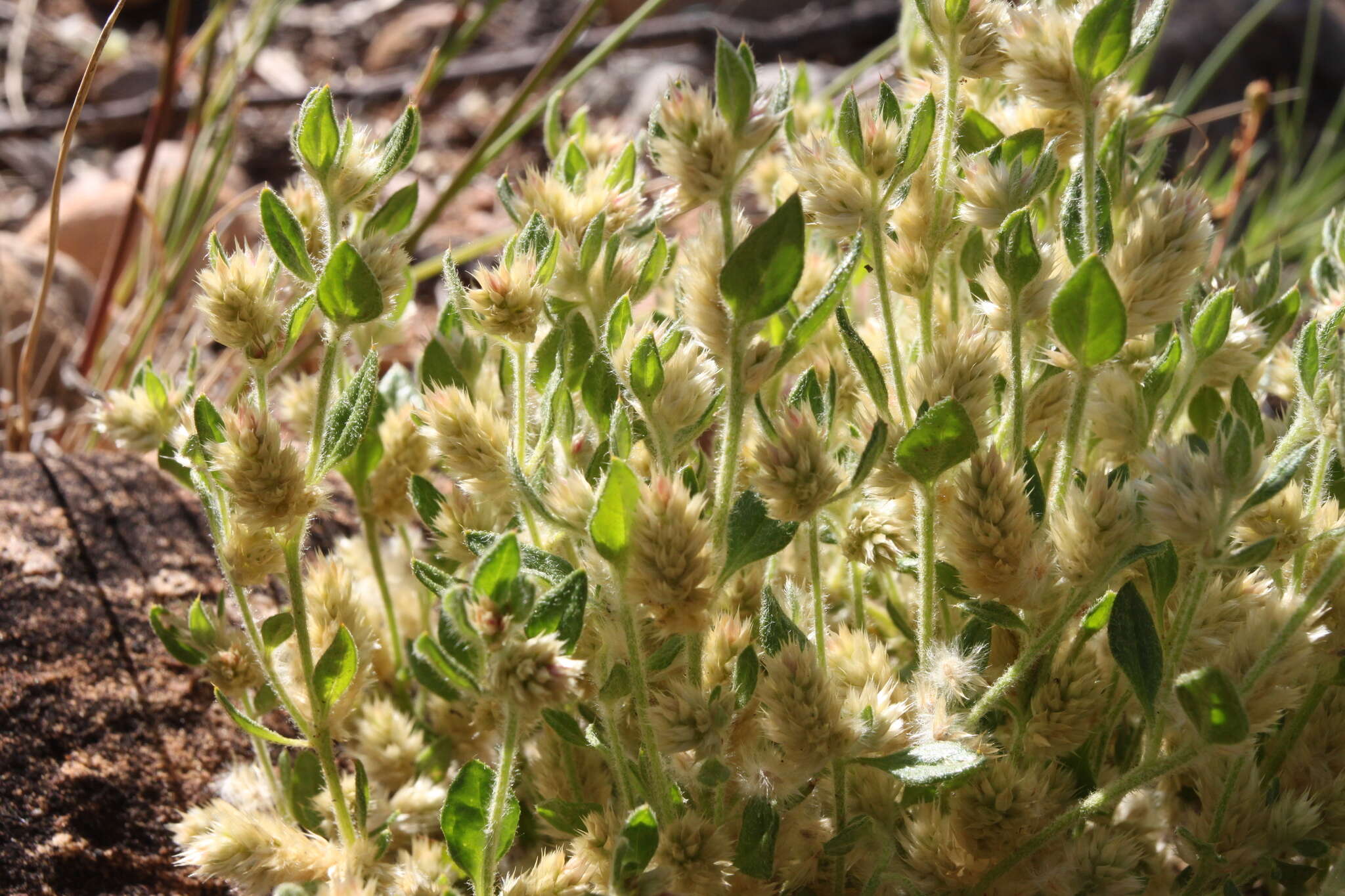 Image of Ptilotus decipiens C. A. Gardner