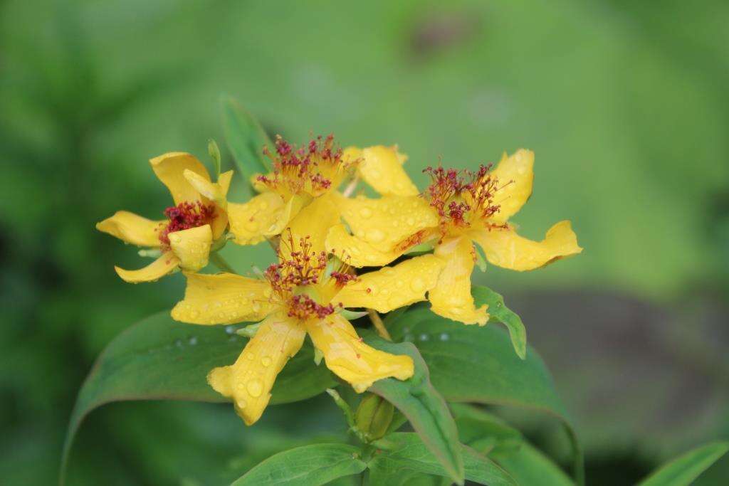 Image de Hypericum ascyron subsp. gebleri (Ledeb.) N. Robson