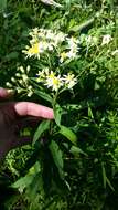 Imagem de Doellingeria umbellata (Mill.) Nees