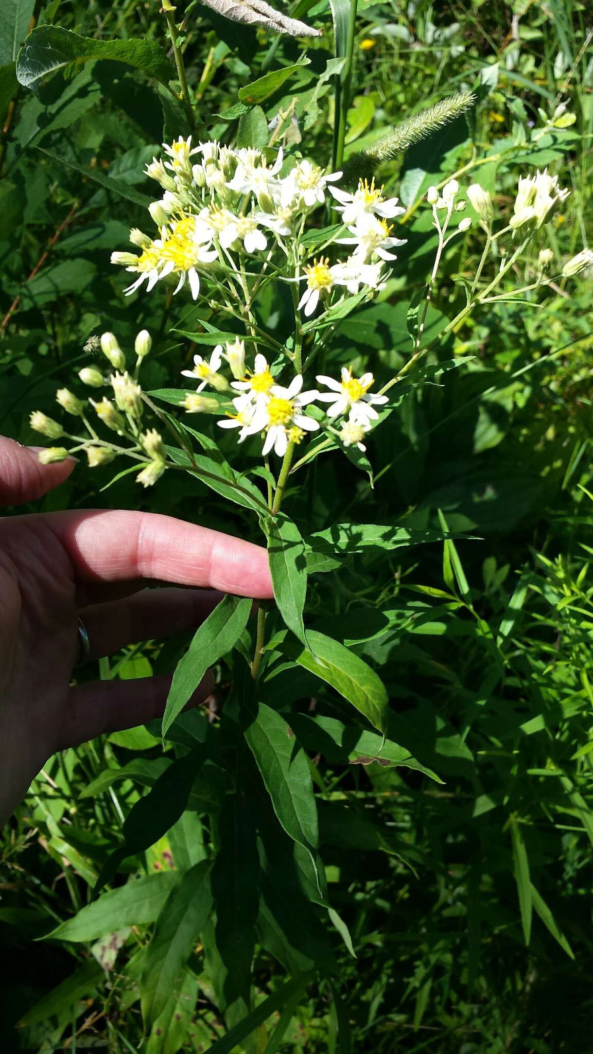 Imagem de Doellingeria umbellata (Mill.) Nees