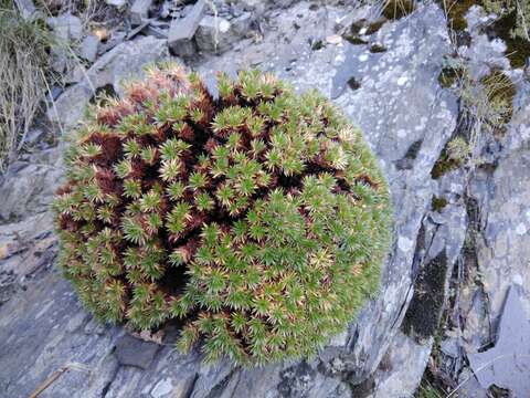 Image of Saxifraga juniperifolia Adams