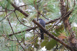 Image of Dwarf Jay