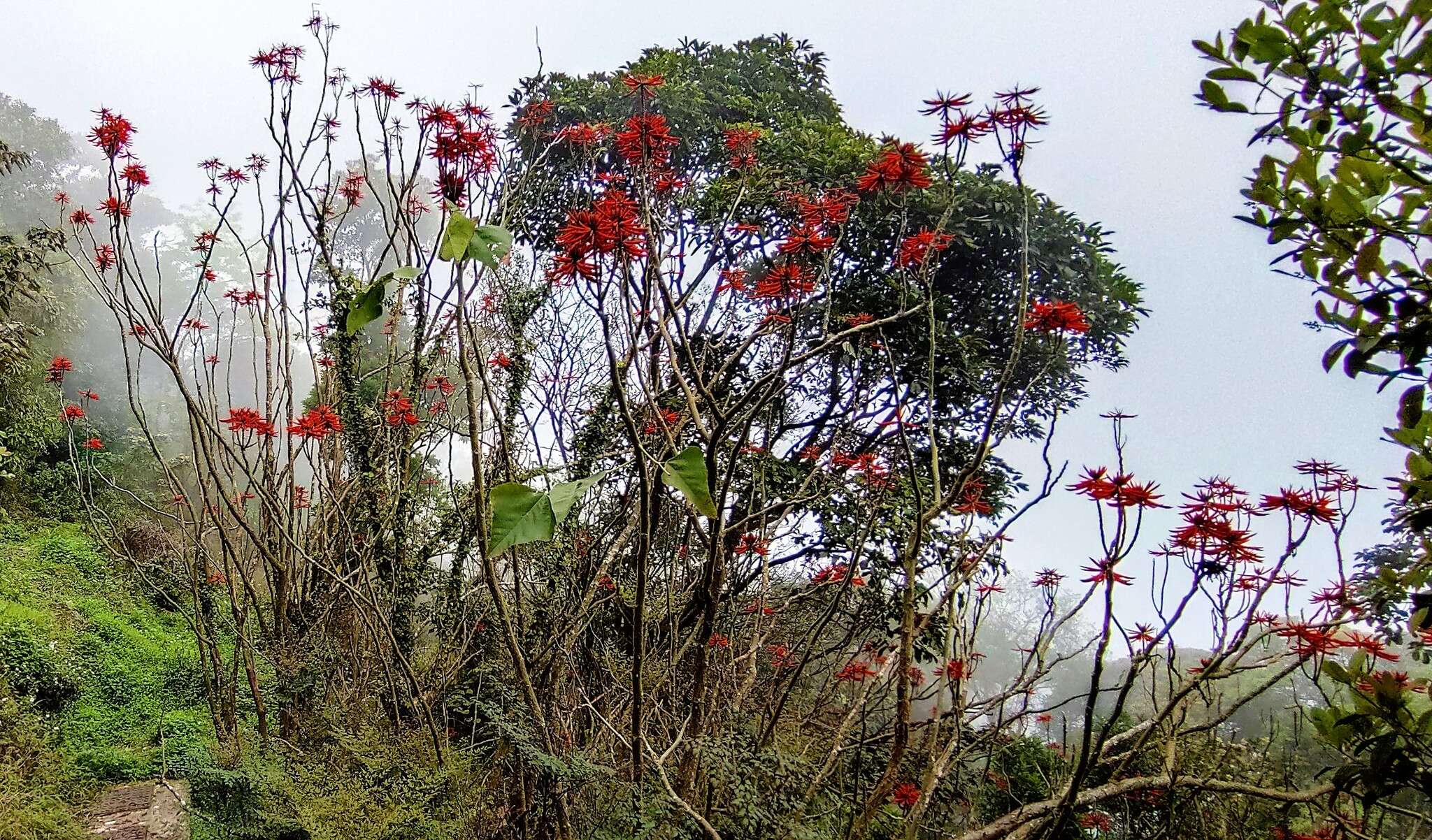 Image of Coral tree