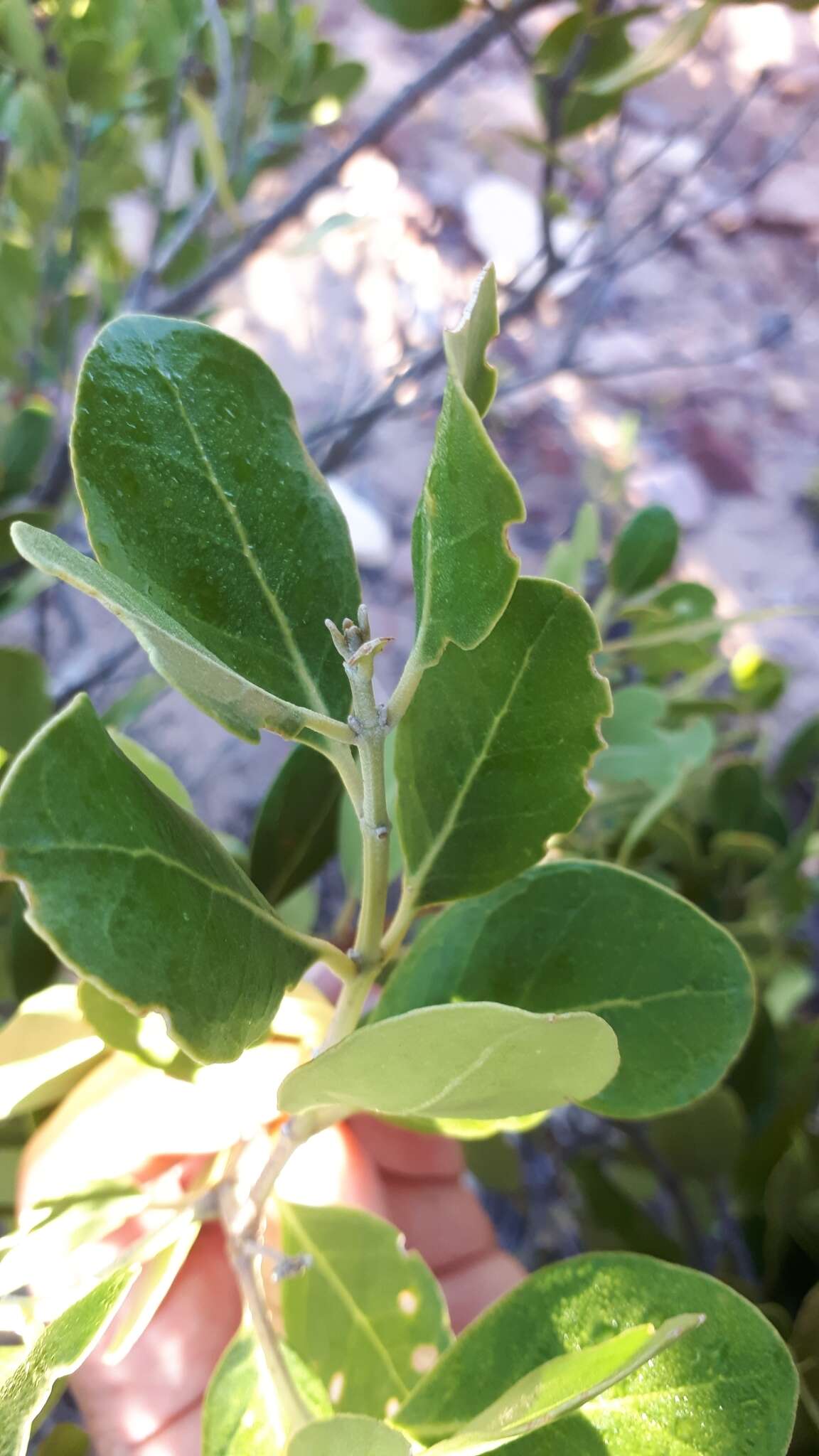 Plancia ëd Olea capensis L.