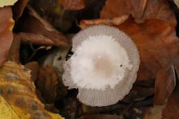 Mycena pelianthina (Fr.) Quél. 1872 resmi