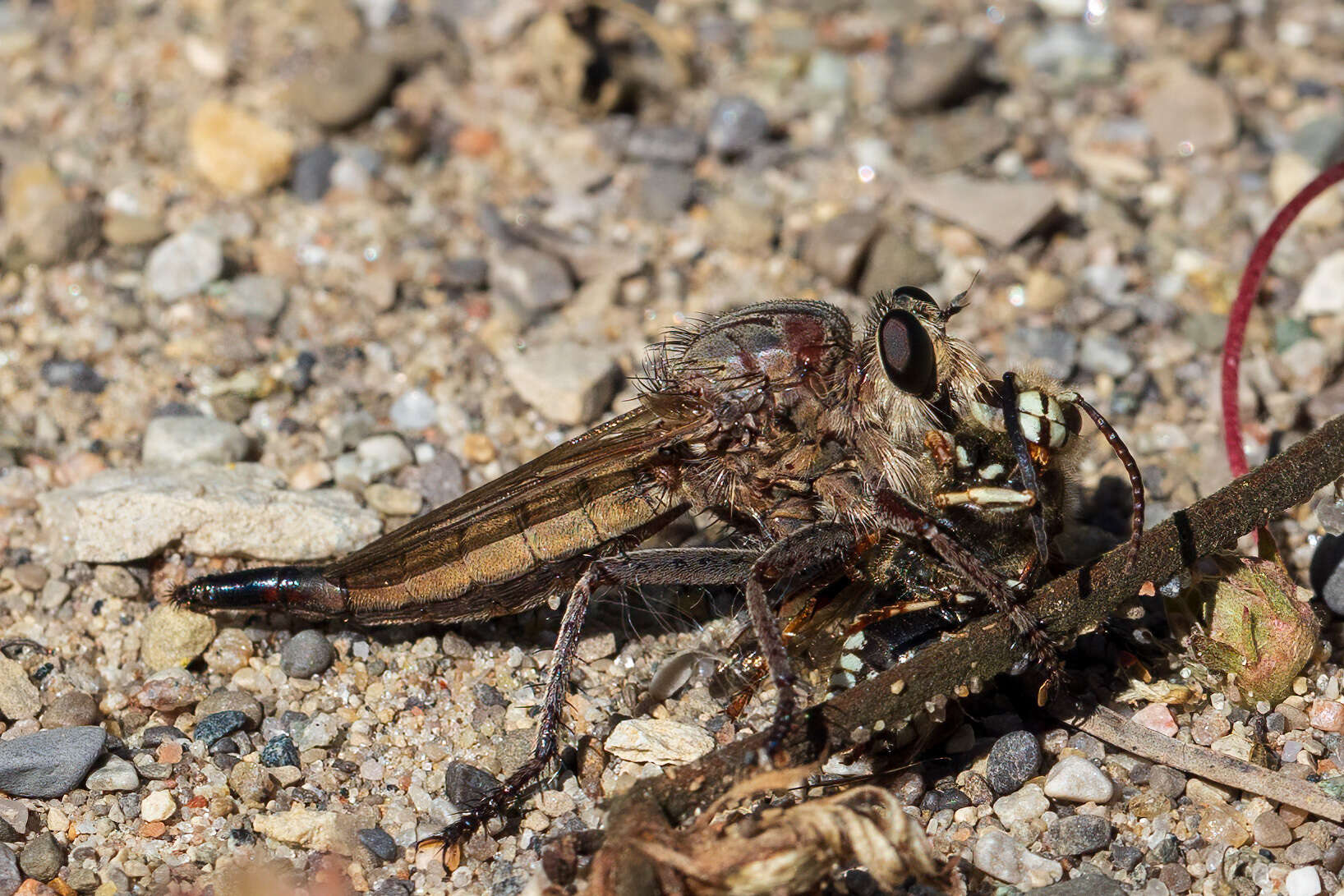 Image of Milbert's Proctacanthus