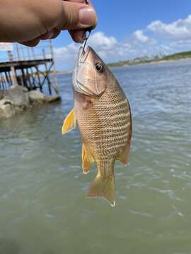 Image of Brazilian Snapper