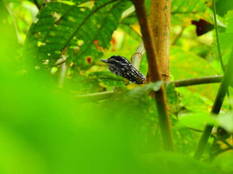 Image of Peruvian Warbling Antbird