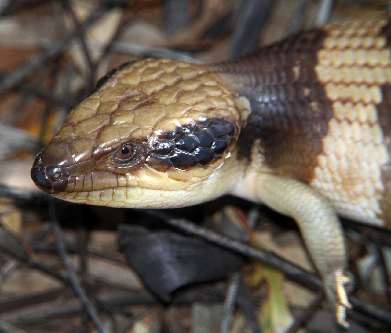 Image of Western blue-tongued lizard