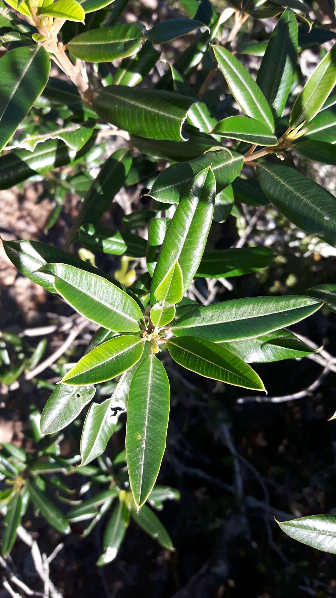 Plancia ëd Ozoroa mucronata (Bernh. ex Krauss) R. & A. Fernandes