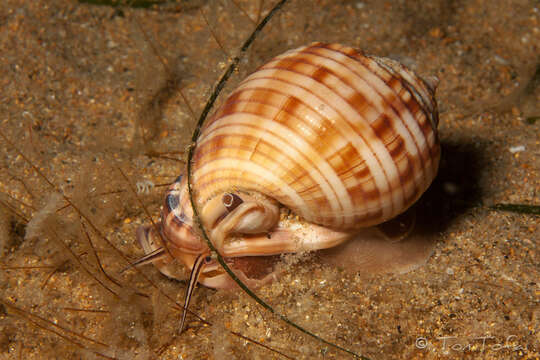 Image of Mediterranean bonnet