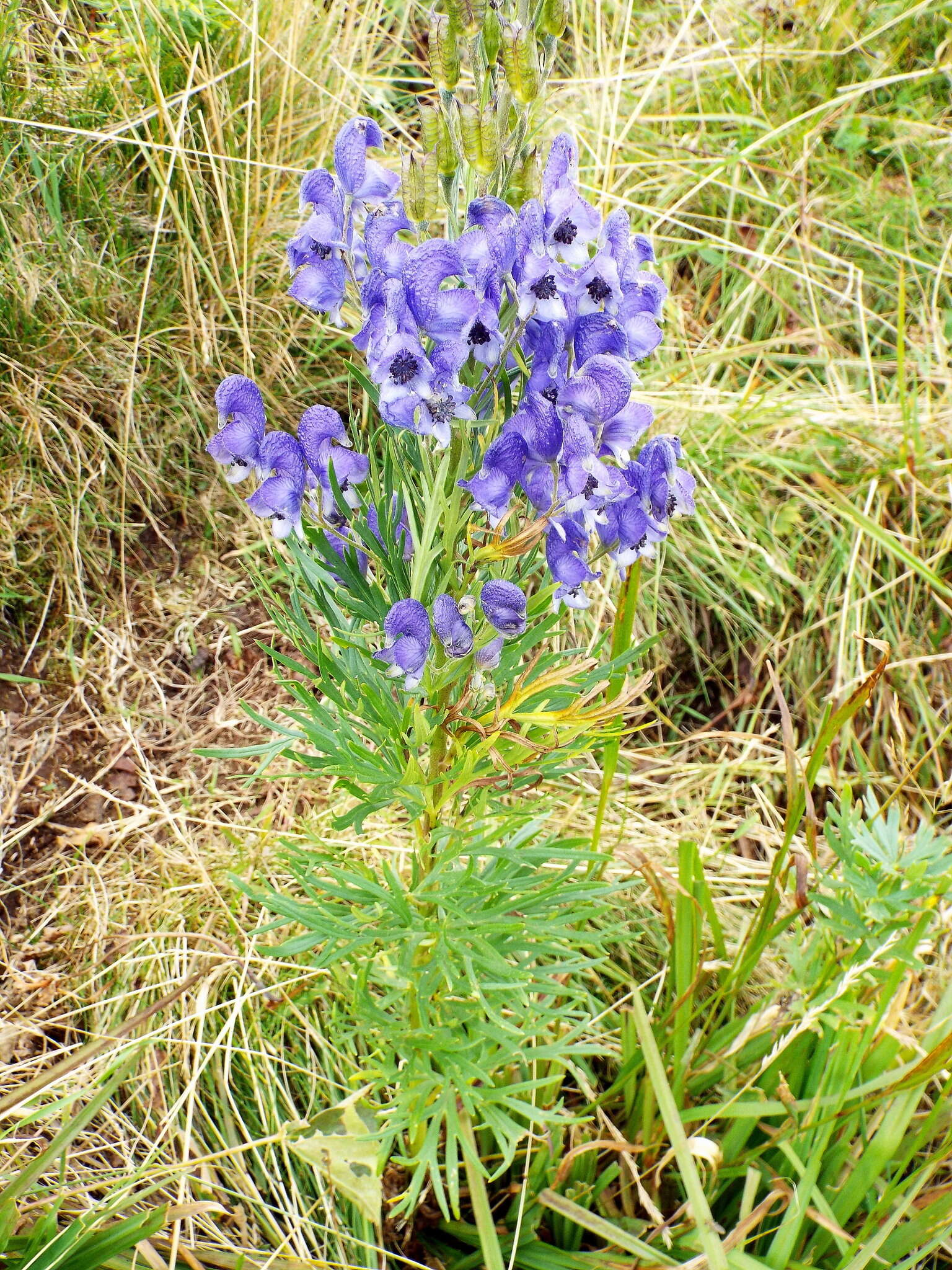 Слика од Aconitum napellus L.